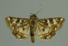 Protoschinia scutosa (Denis & Schiffermüller, 1775)
