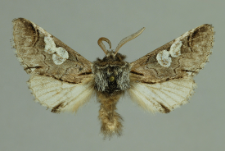Diloba caeruleocephala (Linnaeus, 1758)