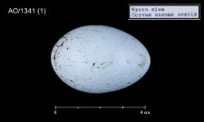 Corvus corone cornix