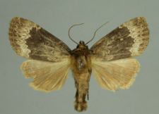 Amphipyra perflua (Fabricius, 1787)