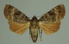 Amphipyra pyramidea (Linnaeus, 1758)