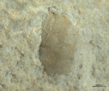 Goniodromites species