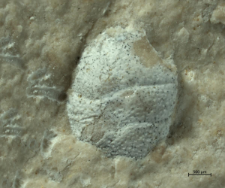 Goniodromites kubai