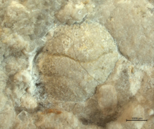 Goniodromites species