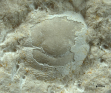 Goniodromites species