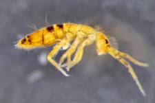 Orchesella flavescens