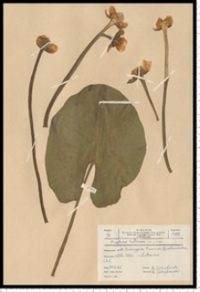 Nuphar lutea (L.) Sibth. & Sm.