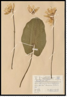Nymphaea alba L.