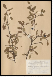 Prunus spinosa L.