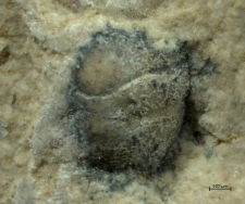 Goniodromites species