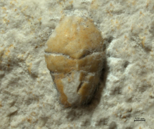 Goniodromites kubai