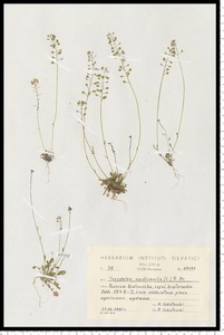 Teesdalea nudicaulis (L.) R. Br.