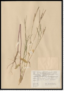 Arabis glabra (L.) Bernh.