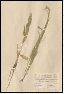 Arabis glabra (L.) Bernh.