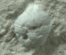 Goniodromites kubai