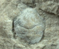 Goniodromites kubai