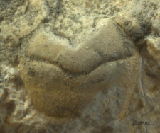 Goniodromites species