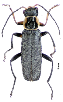 Cantharis pagana Rosenhauer, 1847