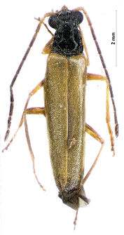 Rhagonycha lignosa (Müller, 1764)