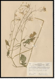 Brassica nigra (L.) W. D. J. Koch