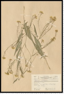 Bunias orientalis L.