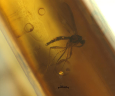Mycetophilidae