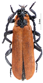 Lygistopterus sanguineus (Linnaeus, 1758)