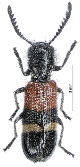Tilloidea unifasciata (Fabricius, 1787)