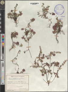 Thymus pulcherrimus Schur