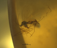 Psychodidae (Sycoracinae)