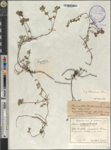 Thymus pulcherrimus Schur.