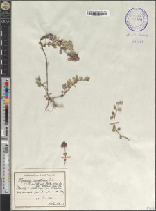 Thymus carpaticus Čel. var. wagneri (Lyka) Ronn.