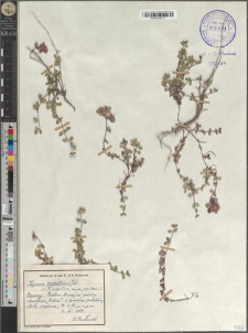 Thymus carpaticus Čel.