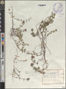 Thymus carpaticus Čel.