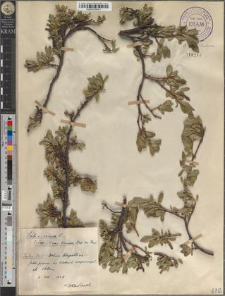 Salix retusa L. ± var. brevipes Zap. em. Pawł.