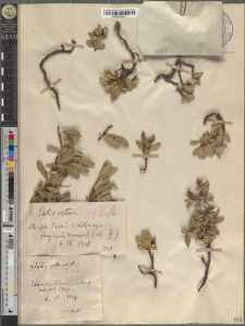 Salix retusa L. var. typica & var. kitaibeliana Willd.