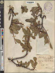 Salix retusa L. var. kitaibeliana Willd. fo. latifolia [Pawł.]