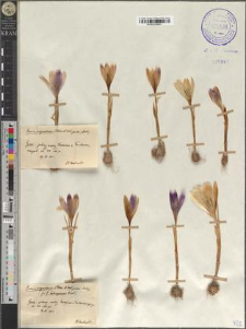 Crocus scepusiensis (Rehm. et Woł. pro var.) Borbas