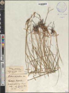 Festuca carpatica Dietr.