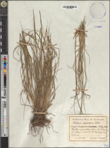 Festuca carpatica Dietr.