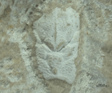 Gastrodorus neuhausensis