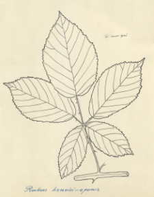 Rubus henrici-egonis