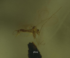 Psychodidae (Phlebotominae)