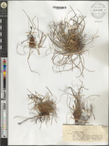Carex humilis Leysser.