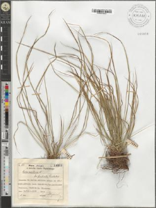 Carex montana L. fo. fimbriata Waisbecker