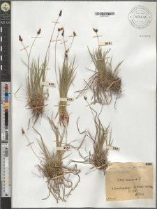 Carex montana L.