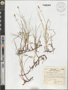 Carex obtusata Liljebl. fo. spicata (Schkuhr) Kükenthal