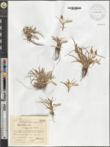 Carex Oederi Retz. fo. pygmaea Anderss.