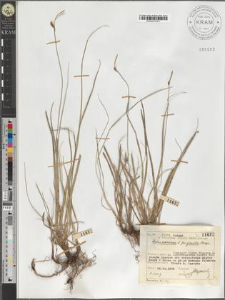 Carex panicea L. fo. gracilis Lange