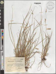 Carex panicea L. fo. gracilis Lange
